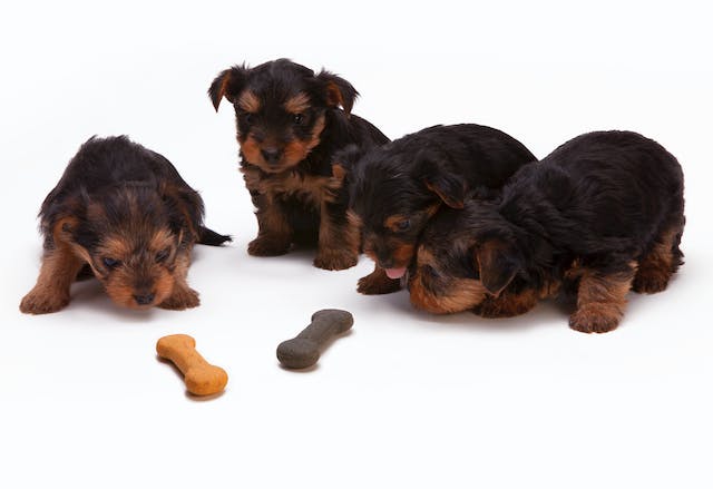Mitybos mitai paneigti: Dažniausiai pasitaikantys klaidingi įsitikinimai apie konservuotą šunų maistą
